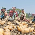 bangladesh potato farmers